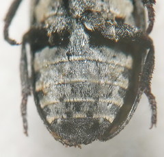 Dermestes sardous