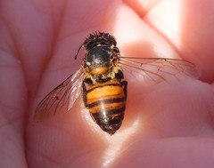 Apis mellifera