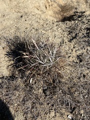 Ferocactus fordii borealis