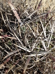 Ferocactus fordii borealis
