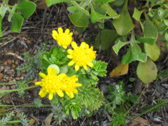 Euryops algoensis