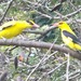 Indian Golden Oriole - Photo (c) JN Prasad, some rights reserved (CC BY-NC), uploaded by JN Prasad