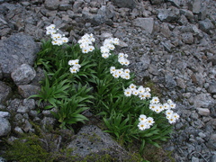 Dolichoglottis scorzoneroides