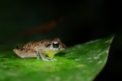 Banded Rain Frog, Pristimantis taeniatus