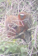 Plecturocebus discolor