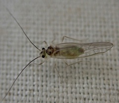 Stenopsocus