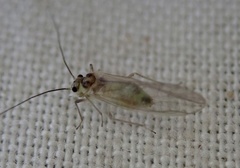 Stenopsocus