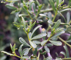 Nitraria schoberi