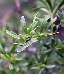 Nitraria schoberi