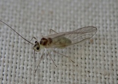 Stenopsocus