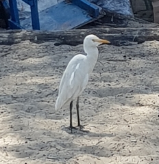 Bubulcus ibis