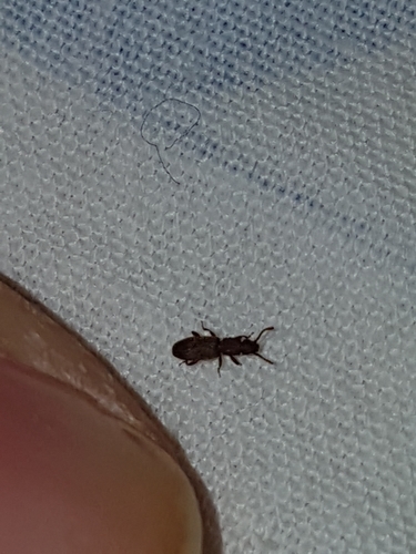 Silvanidae