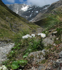 Dolichoglottis scorzoneroides