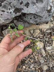 Carlowrightia torreyana