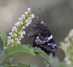Codatractus arizonensis
