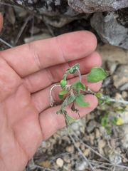 Carlowrightia torreyana