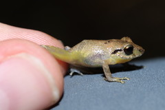 Pristimantis taeniatus