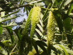 Parapiptadenia rigida