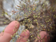 Paronychia lindheimeri