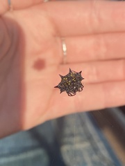 Gasteracantha cancriformis