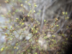 Paronychia lindheimeri