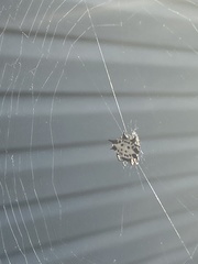 Gasteracantha cancriformis