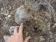 Paronychia lindheimeri