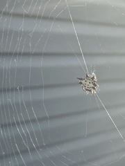 Gasteracantha cancriformis