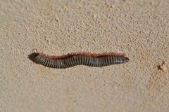 Ommatoiulus lusitanus