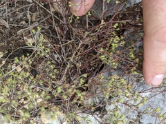 Paronychia lindheimeri