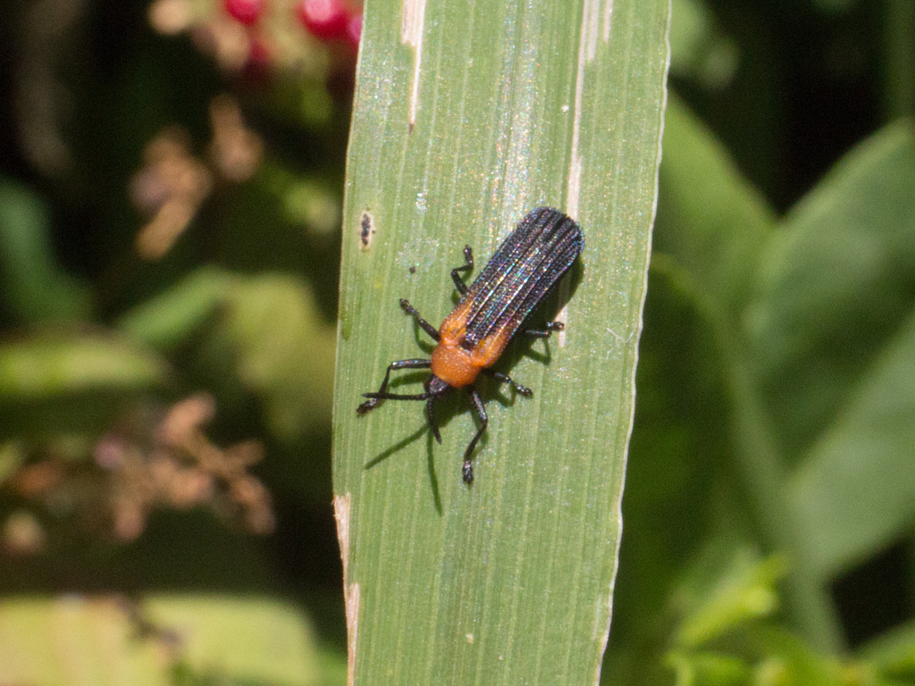 Chalepus aurantiacicollis