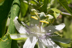 Passiflora tenuifila