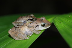 Pristimantis taeniatus