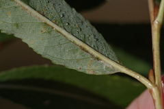 Phyllocnistis saligna
