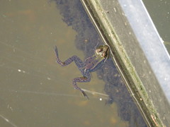 Pelophylax