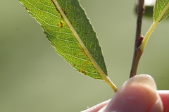 Phyllocnistis saligna