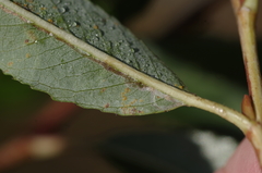 Phyllocnistis saligna