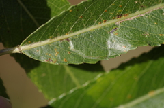 Phyllocnistis saligna