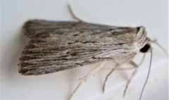 Catabena lineolata