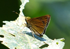 Corticea lysias potex