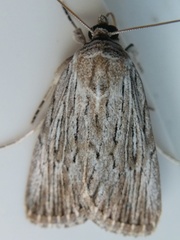 Catabena lineolata