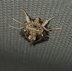 Spodoptera pulchella
