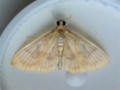 Crocidophora tuberculalis