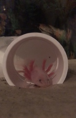 Ambystoma mexicanum