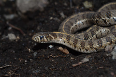 Thamnophis scaliger