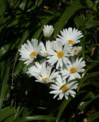 Dolichoglottis scorzoneroides