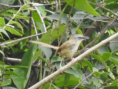 Prinia superciliaris