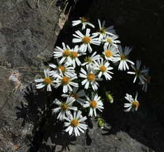 Dolichoglottis scorzoneroides