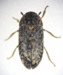 Dermestes mustelinus