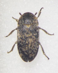 Dermestes mustelinus